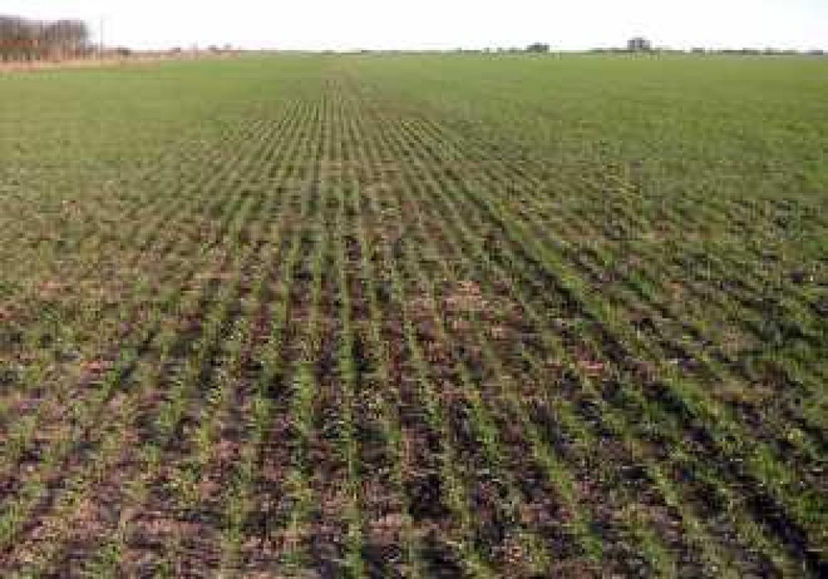 El agro se ve principalmente afectado en Brasil por la coyuntura.