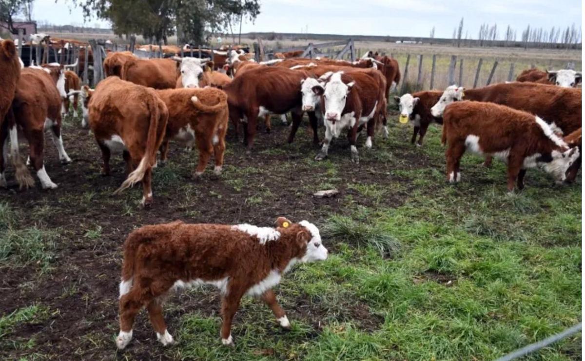 De una rotisería a un modelo ganadero que transforma la Patagonia