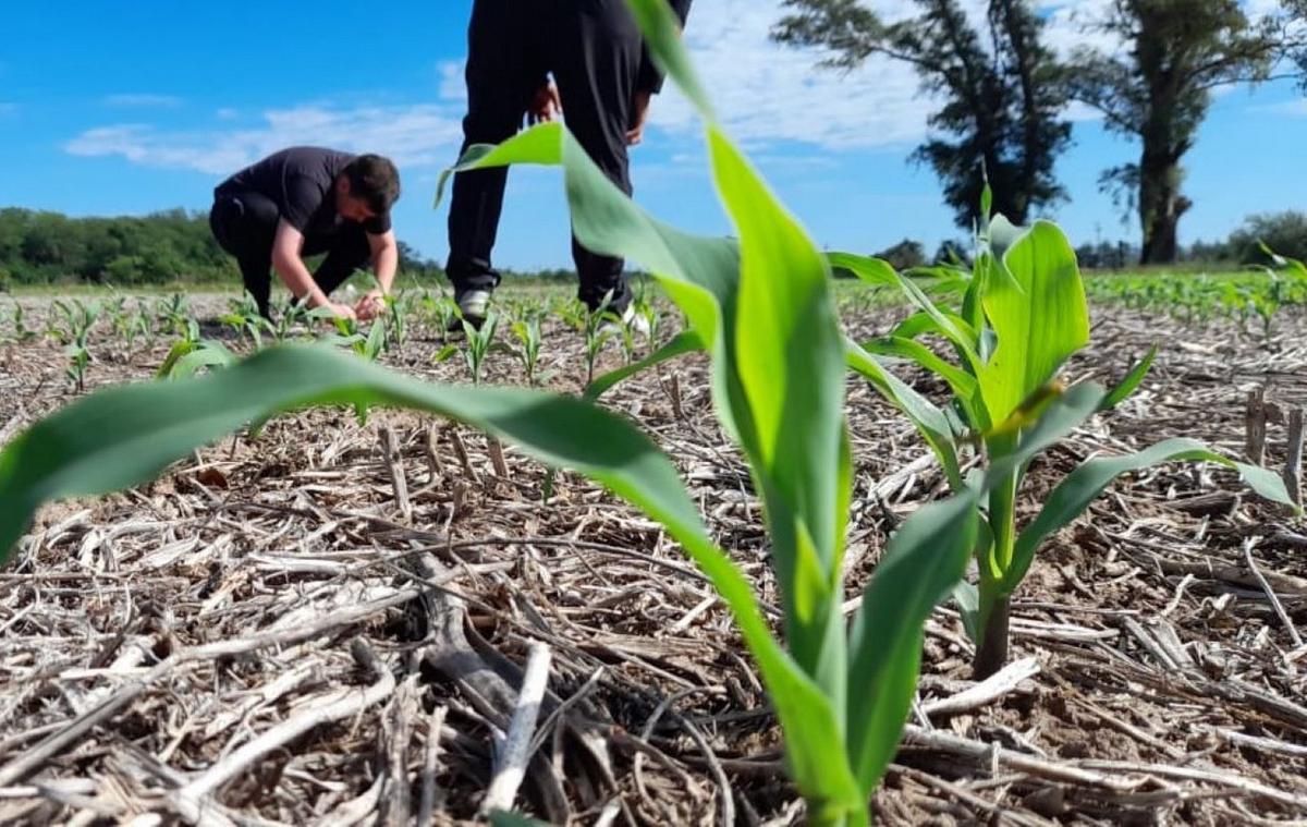 FOTO: Los monitoreos en las áreas cultivdas con maíz de primera reportan "presencia nula"