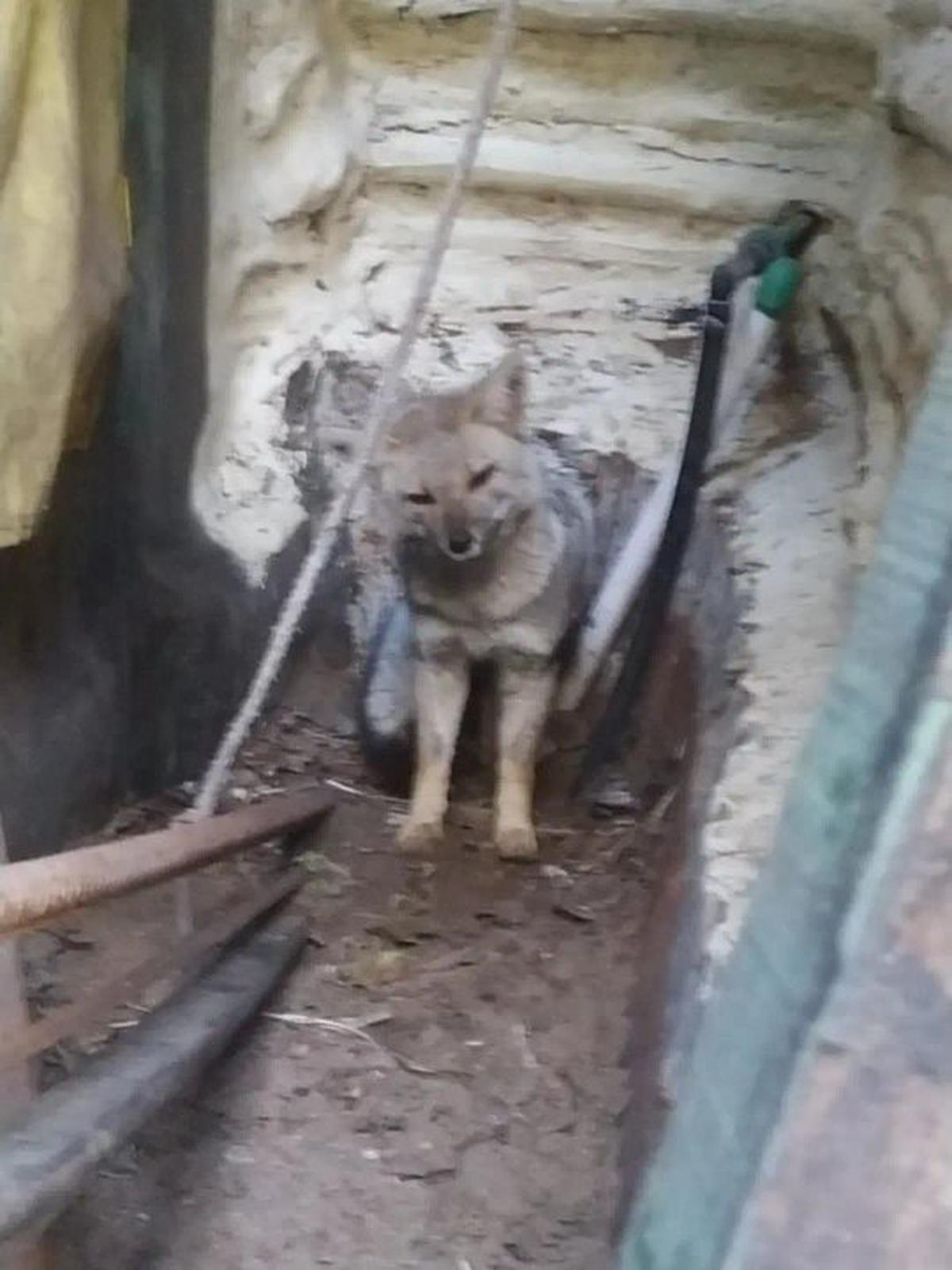 Ostende: rescatan un zorro atrapado en un patio y lo liberan en su hábitat natural