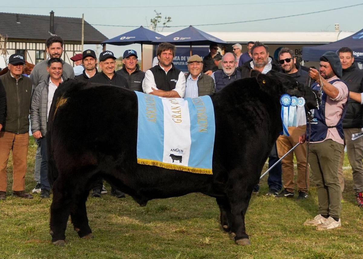 Gran Campeón Macho fue otorgado al Box 295, RP 3803, Don José, de La Dulce