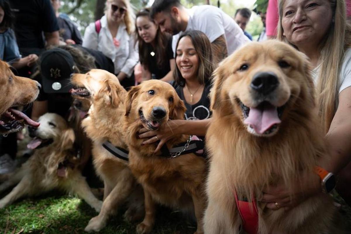 Más de 2.000 golden retrievers invadieron los Bosques de Palermo