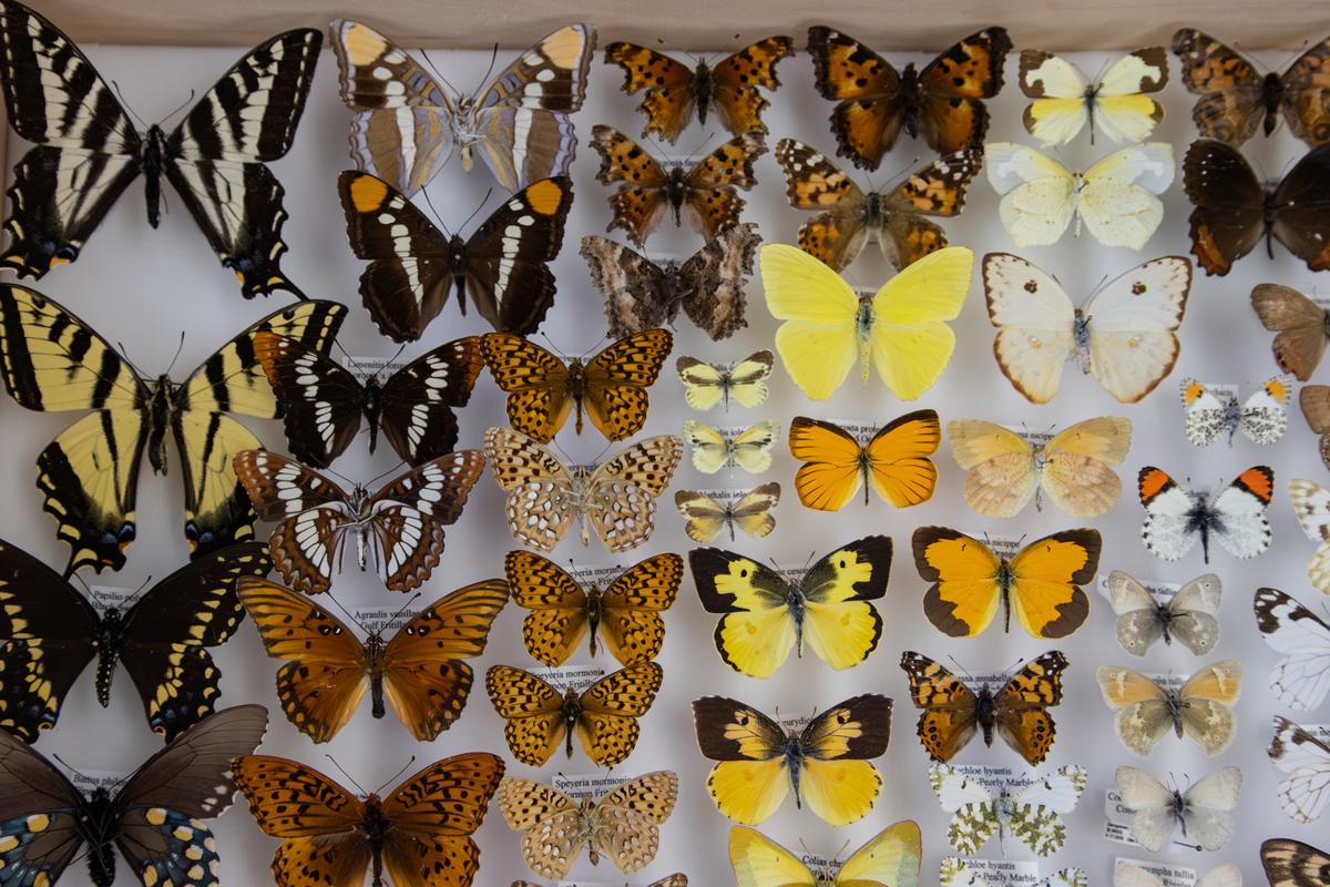 Científico registra especies