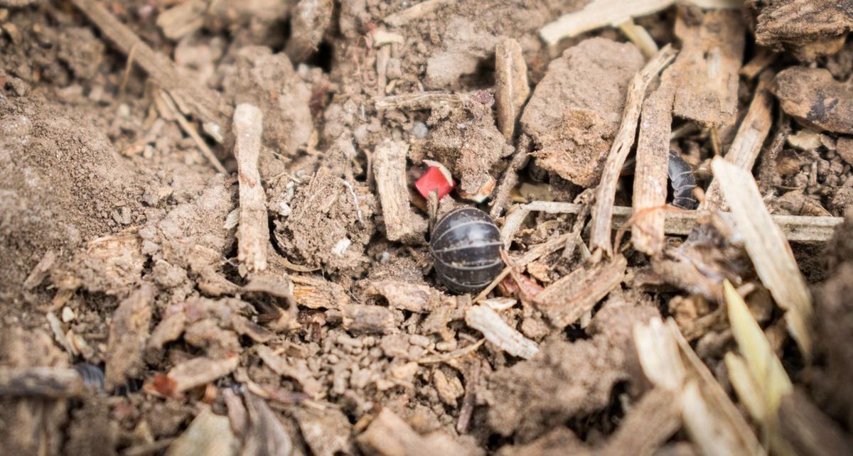 Agriglobal presentó un producto que es muy atractivo y eficiente para la plaga