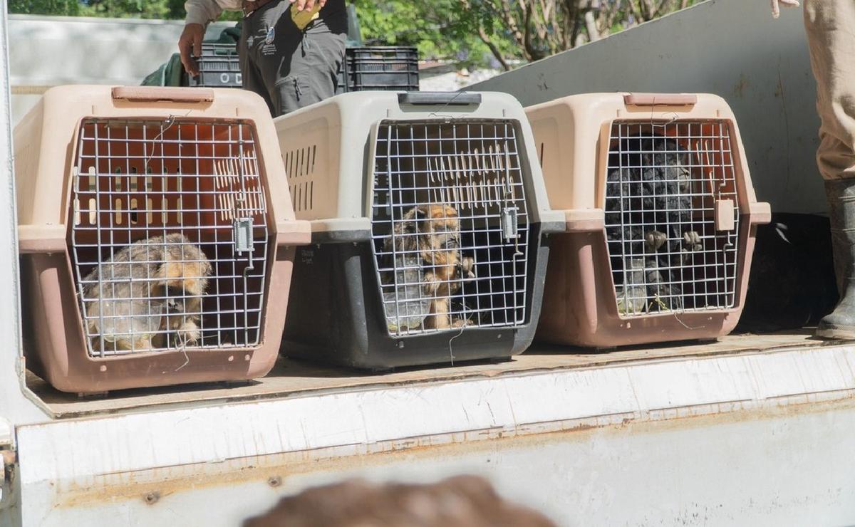 FOTO: Animales autóctonos serán devueltos a su hábitat en Santa Fe. (Foto: gentileza)