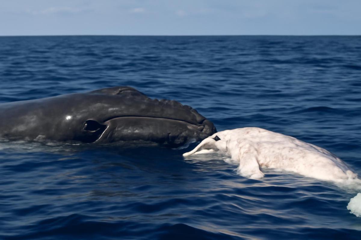 Una madre ballena jorobada y su cría bajo el agua