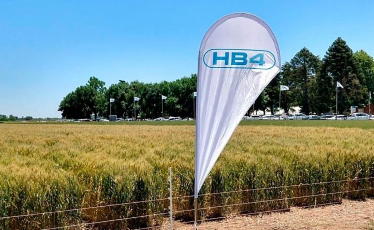 HB4, el trigo que desarrolló Bioceres y fue aprobado en EE.UU.