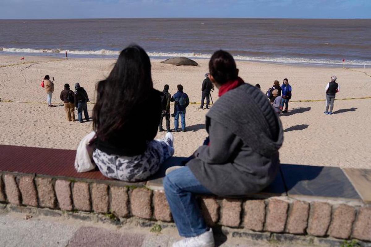 La Playa Pocitos, Montevideo.