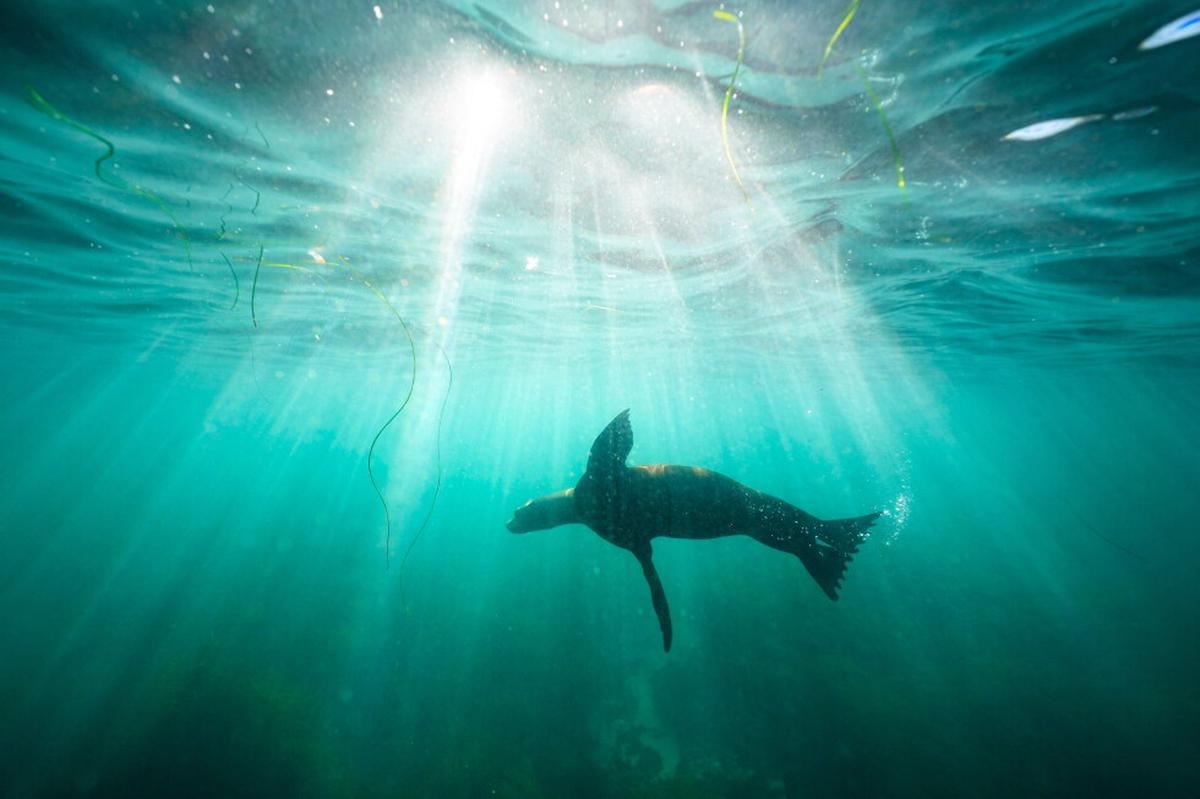 Investigan aparente agresión contra león marino en California