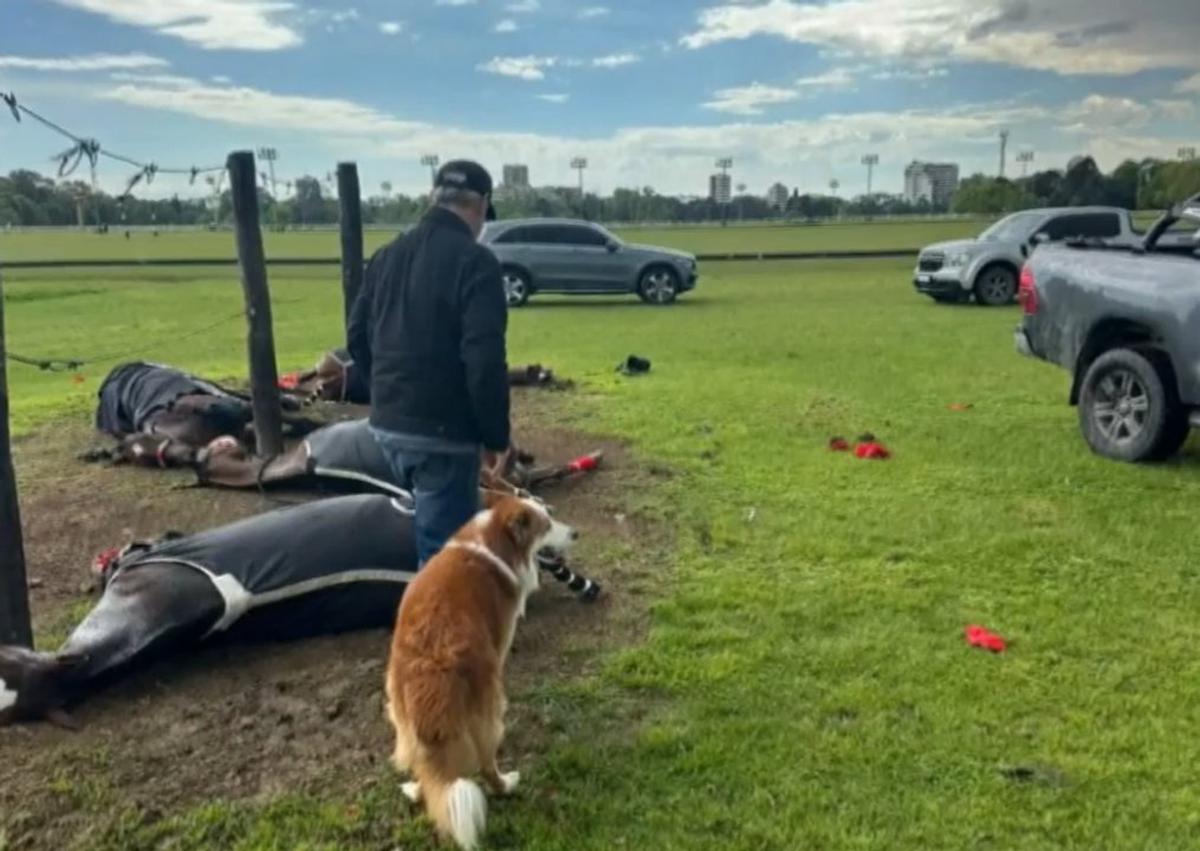 Un rayo causa la muerte de cuatro yeguas de polo en el Jockey Club de San Isidro