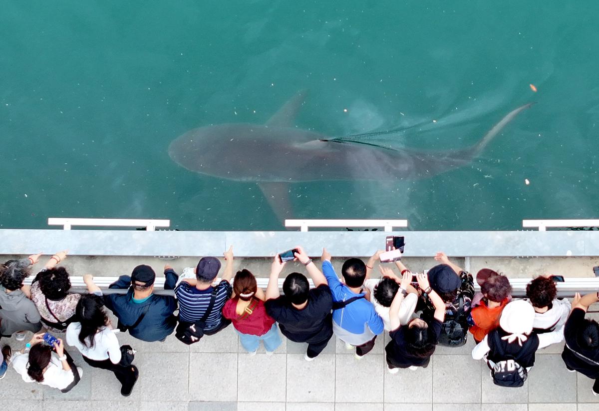 Un enorme tiburón en un canal de Busan despierta entusiasmo entre los surcoreanos