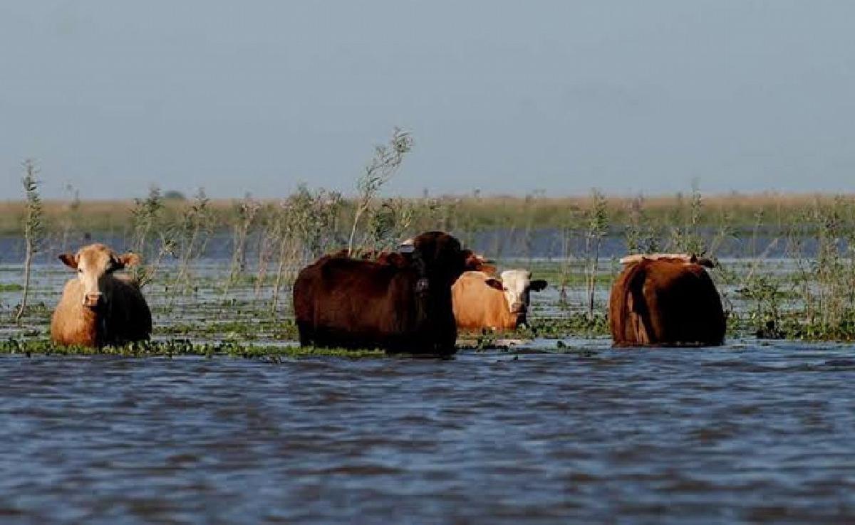 Crecida en el Litoral: trasladan ganado y advierten por 200 mil animales en riesgo.