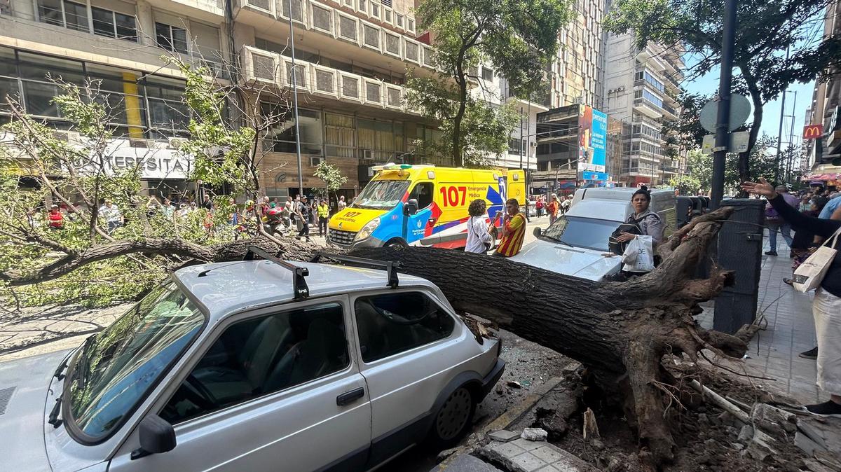 FOTO: El árbol cayó y aplastó a un transeúnte en Córdoba.