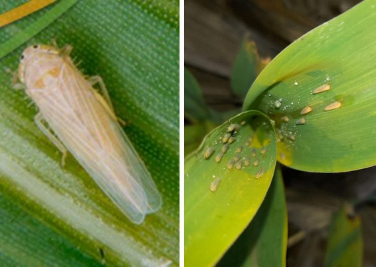 El diminuto insecto que se convirtió en plaga ene sta campaña