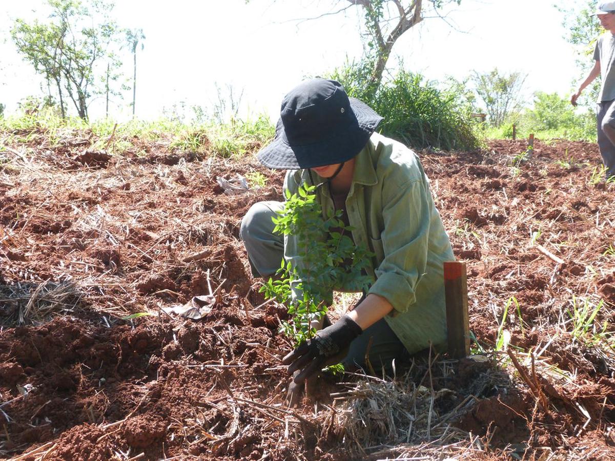 Plantan 100.000 árboles nativos en Misiones para restaurar un ecosistema amenazado