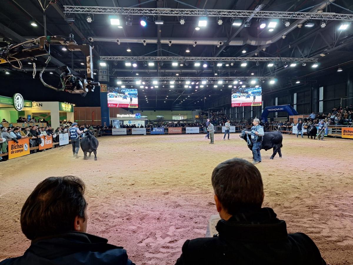 Un show único en el país: la jura Angus bajo techo