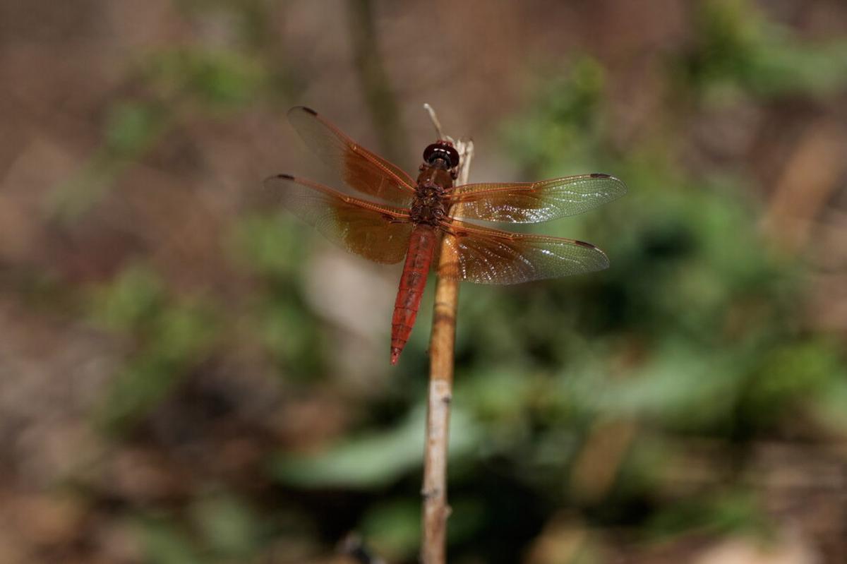 Inusuales enjambres de libélulas invaden California tras cálidas lluvias primaverales