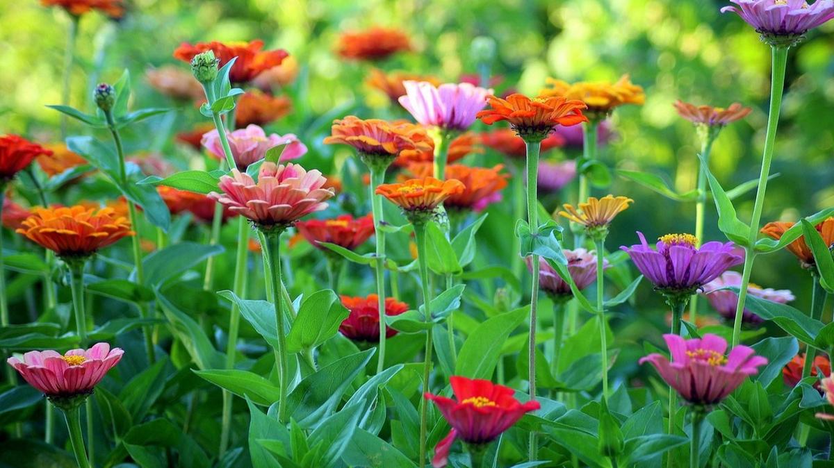 FOTO: Flores en primavera