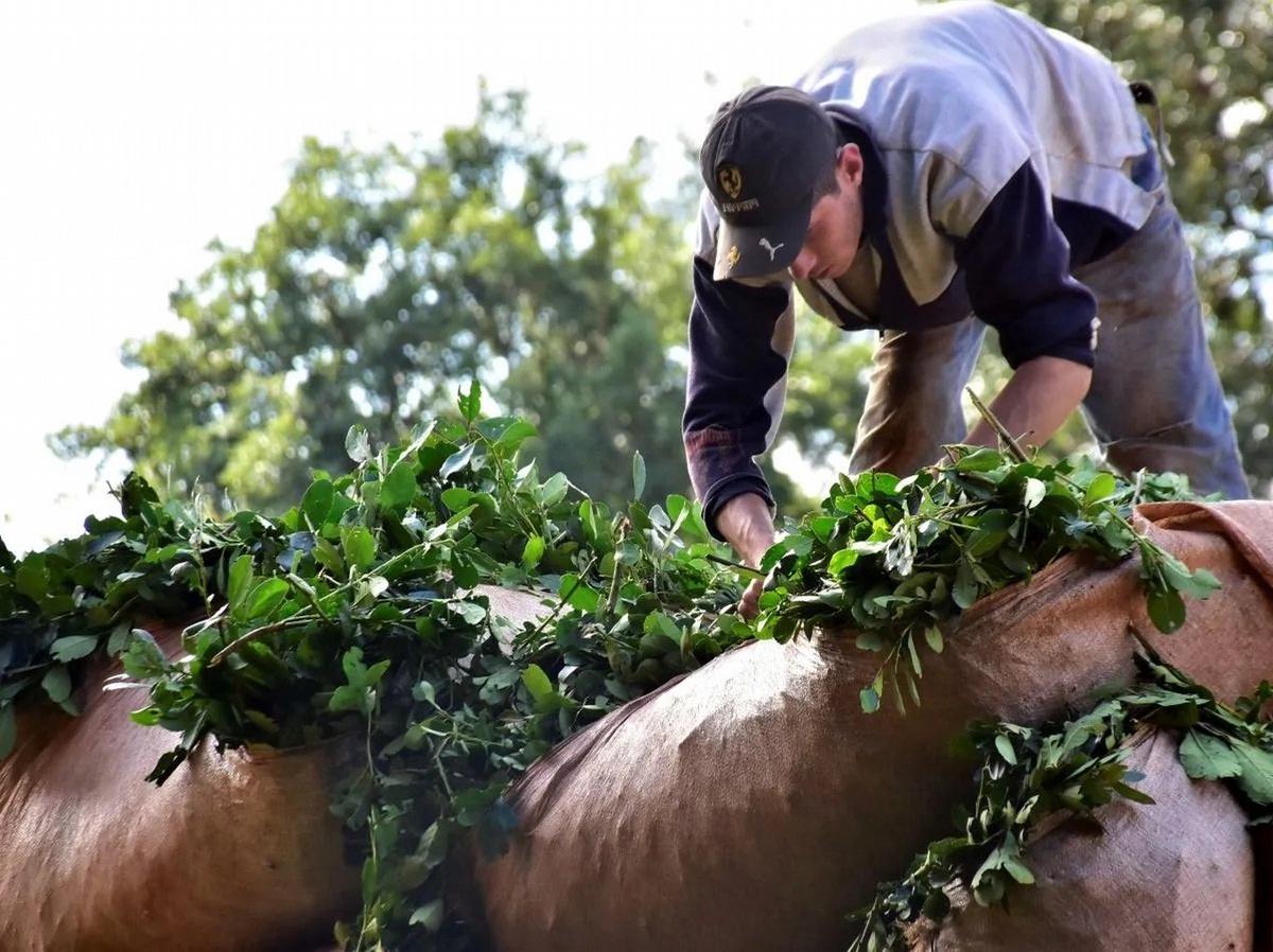 FOTO: Mate amargo. Los productores piden que se retome el INYM.