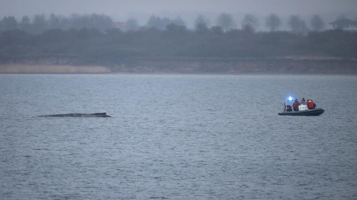 Una ballena varada en el mar Báltico logra liberarse. Aún enfrenta una dura tarea