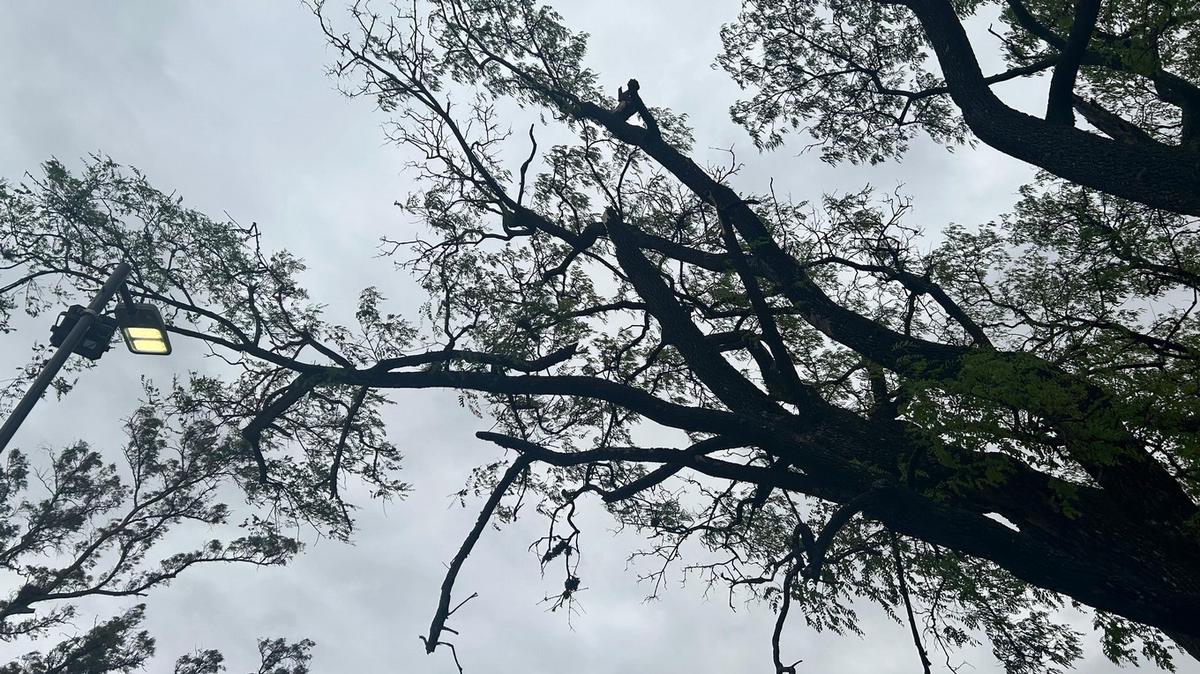 FOTO: El viento generó numerosos árboles caídos en Córdoba