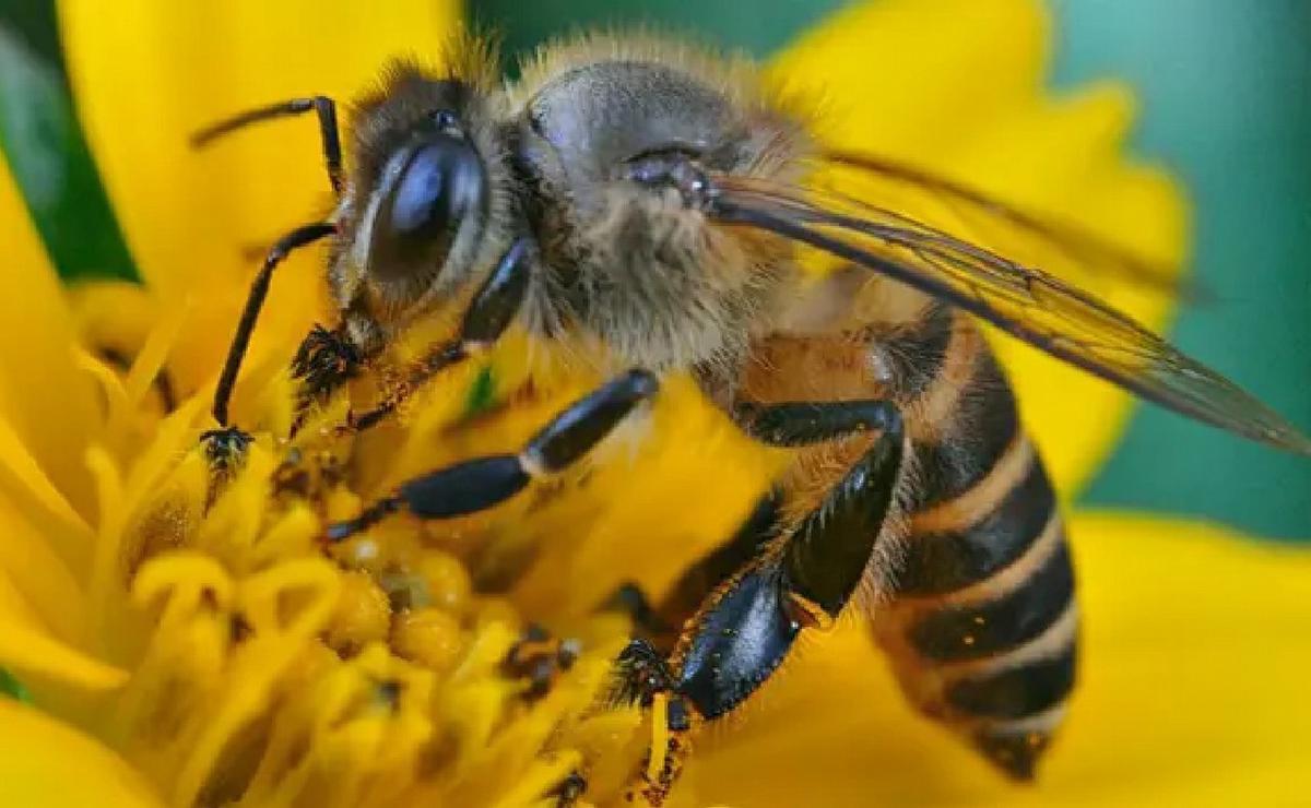 FOTO: Se disfrazaron de apicultores y le lanzaron abejas a la Policía. (Foto: ilustrativa)