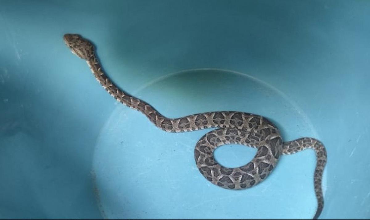 La vecina halló la serpiente en su cama.