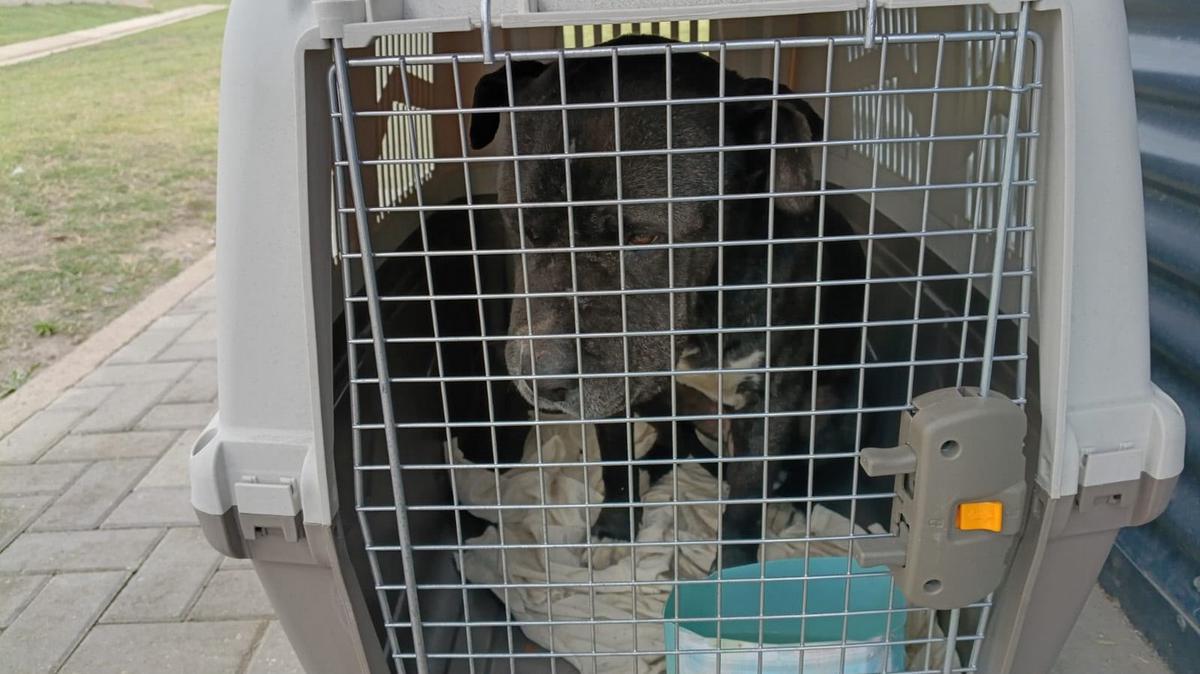 Encontraron un perro de tipo pitbull y hay preocupación por qué hacer con el animal.