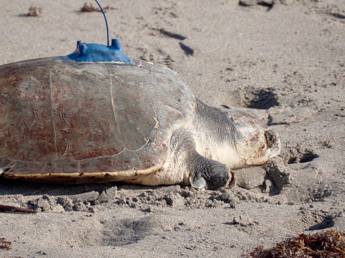 Una tortuga lora con tres aletas es rastreada por satélite en el mar