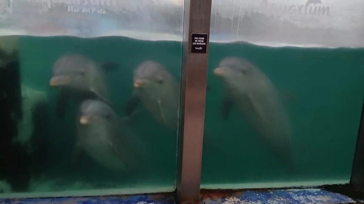 ONG repudia el traslado de los delfines del Aquarium de Mar del Plata a otro centro de cautiverio en Egipto