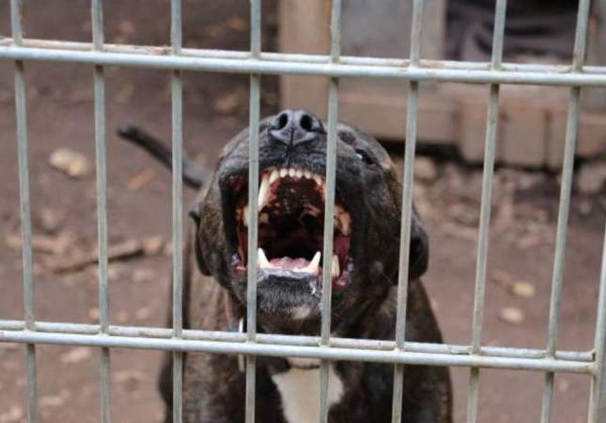 Tragedia en Moreno: pitbull ataca y mata a niño de 4 años, su madrina arrestada