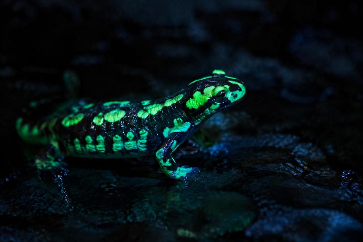 Las salamandras de fuego y su brillo secreto