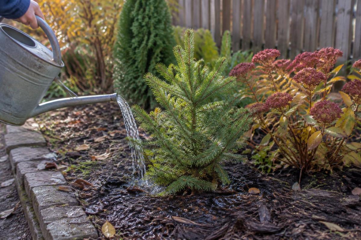 Consejos de riego en otoño para tus plantas