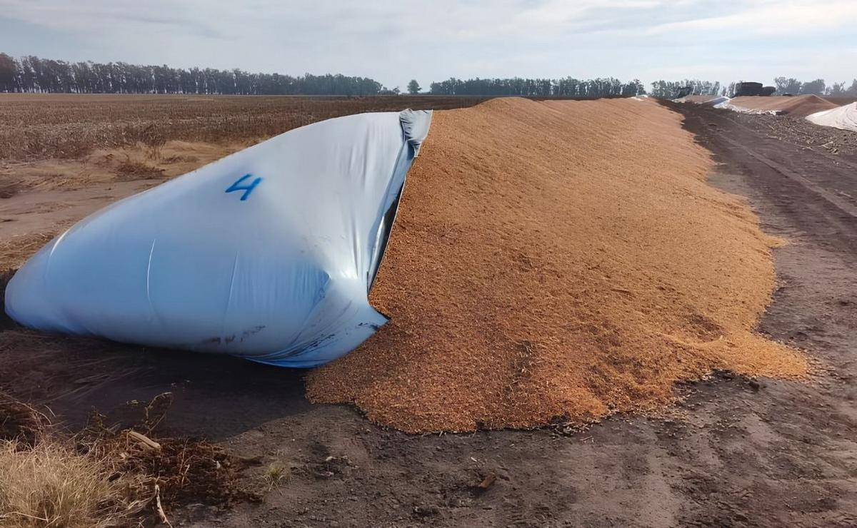 Rotura intencional de los bolsones plásticos utilizados para almacenar granos.