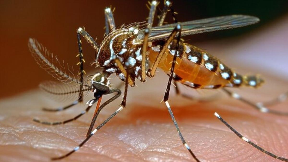 FOTO: Dengue: Córdoba registró un caso de serotipo 4 y alertan por la baja vacunación