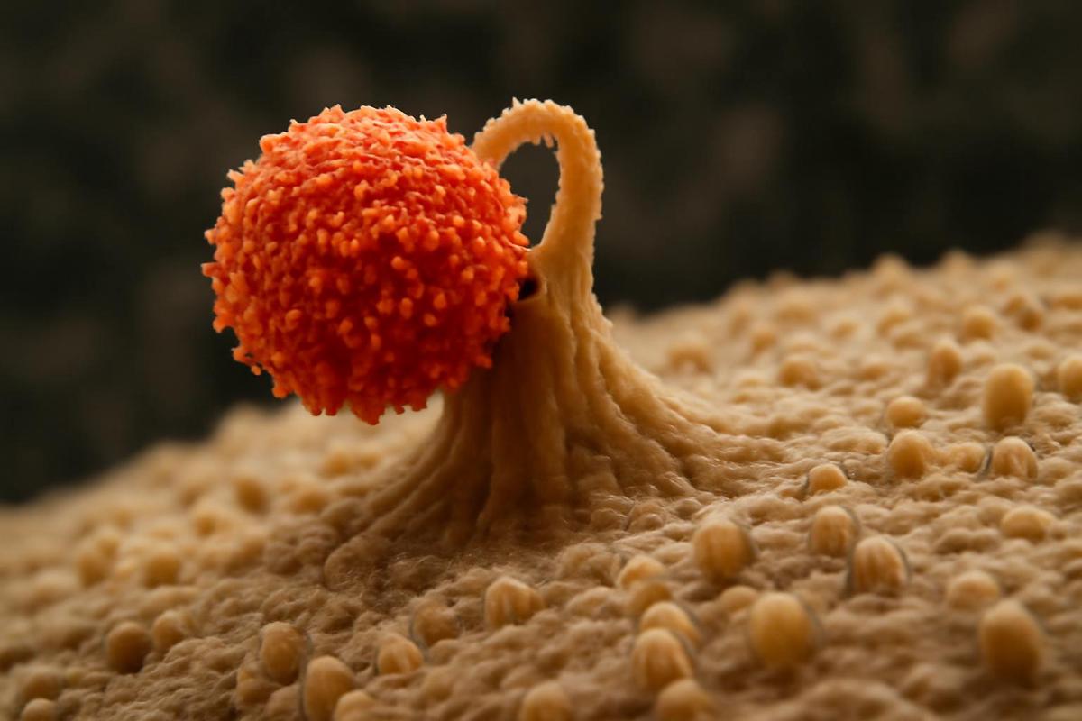 Captura de virus de la gripe en células humanas