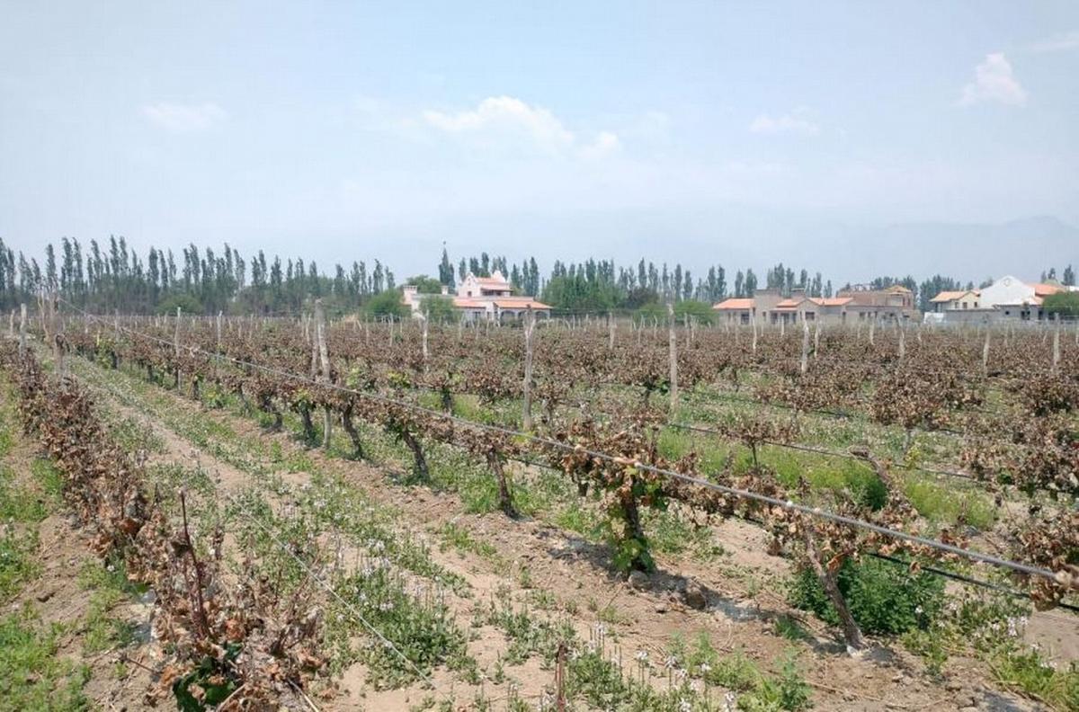 Cafayate: helada fulminante arrasa viñedos