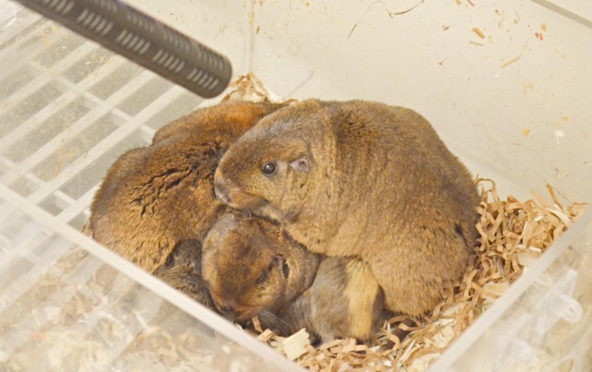 El tuco-tuco colonial del sur argentino se comunica con vocalizaciones ultrasónicas