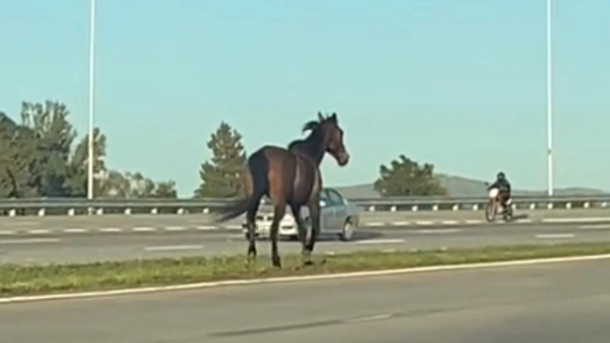 FOTO: Un caballo suelto generó pánico y caos en Circunvalación