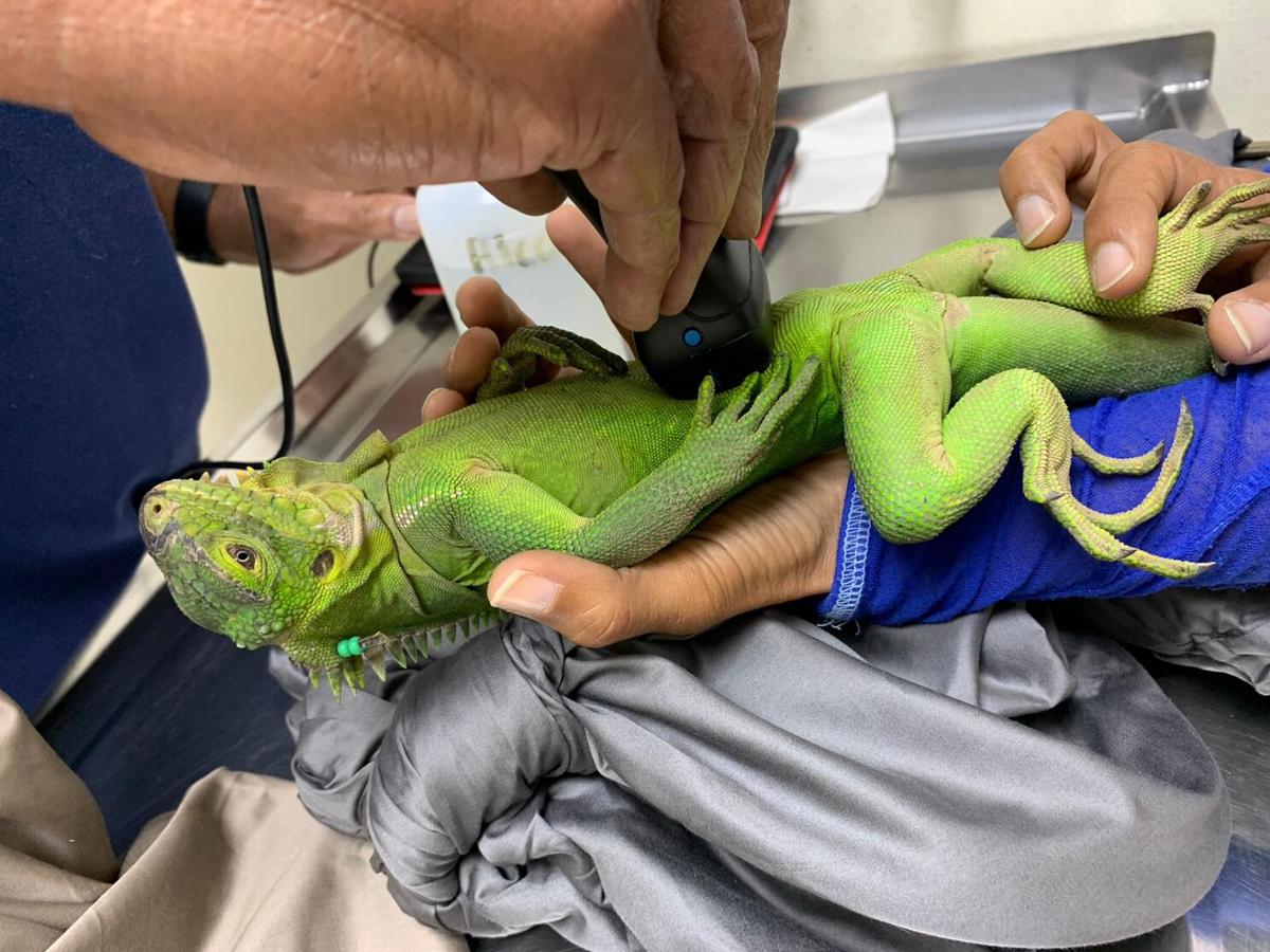 Iguana en peligro de extinción prospera en islote del Caribe