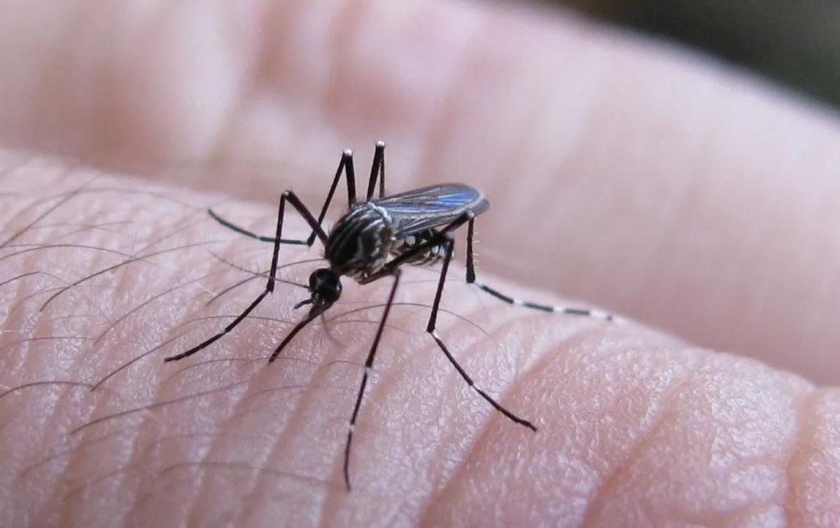 Se detectó el primer caso de fiebre chikungunya en Salta para la temporada 2026-2027