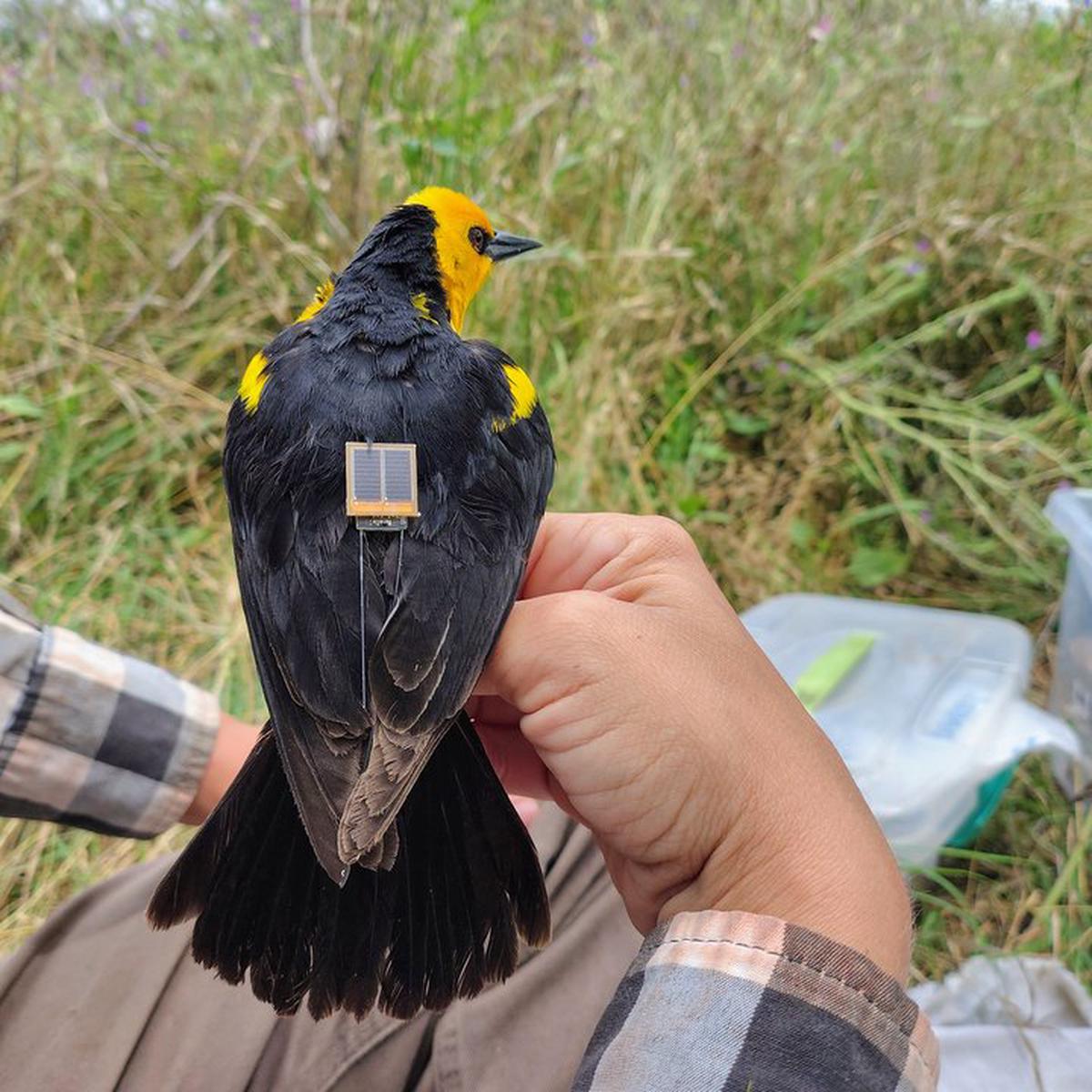 Implementan tecnología GPS para proteger al tordo amarillo en Argentina