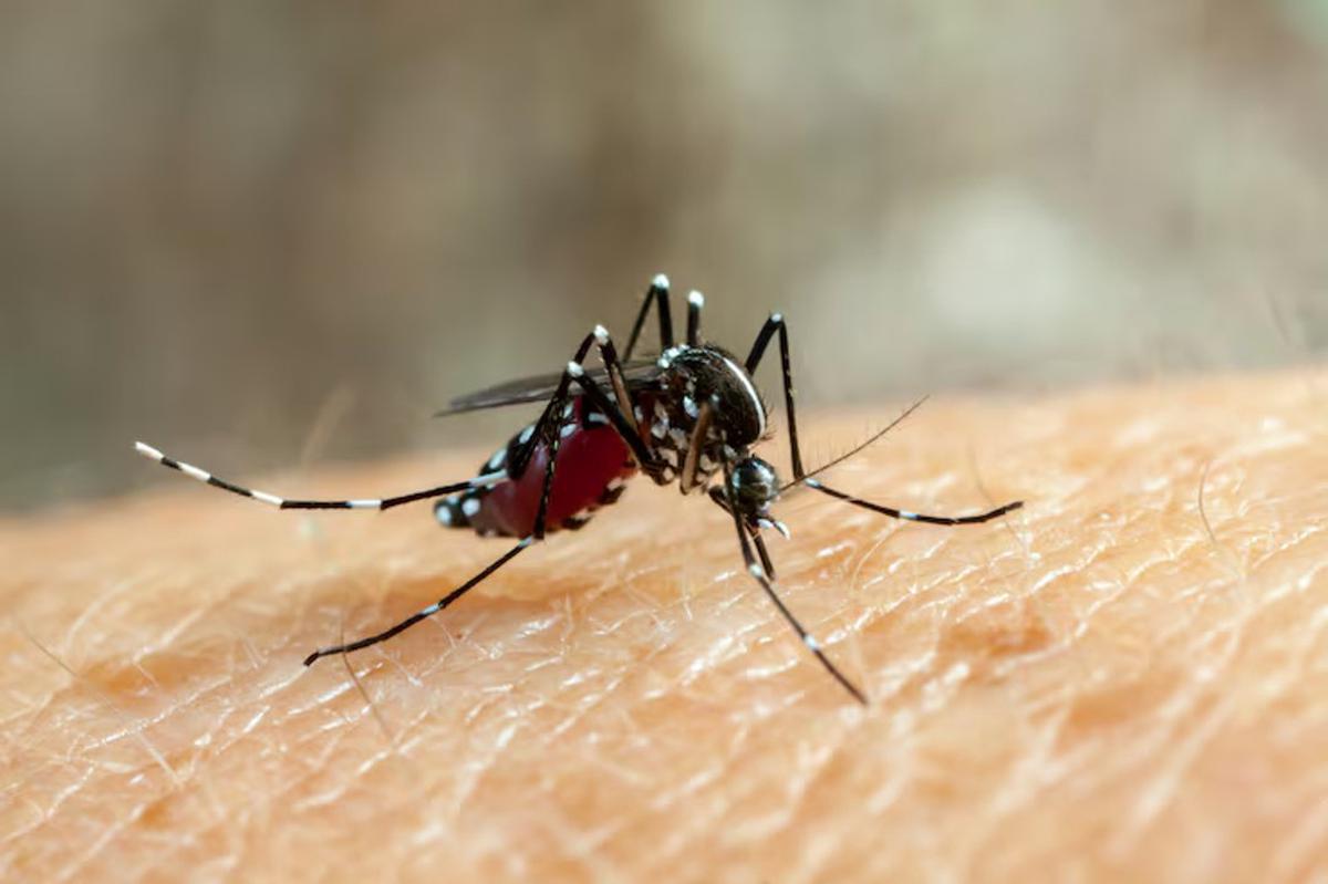 Nuevo caso de dengue en Buenos Aires: 117 sospechosos bajo investigación
