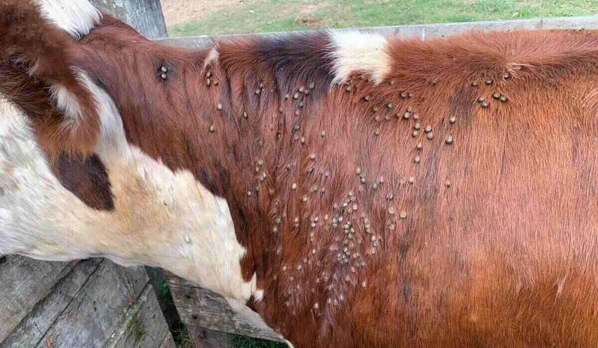 Grave. La plaga se expande sin reconocer fronteras.