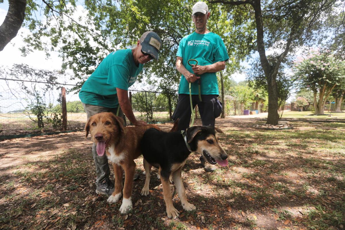 La preocupación por el gusano barrenador frena las adopciones de mascotas en Texas