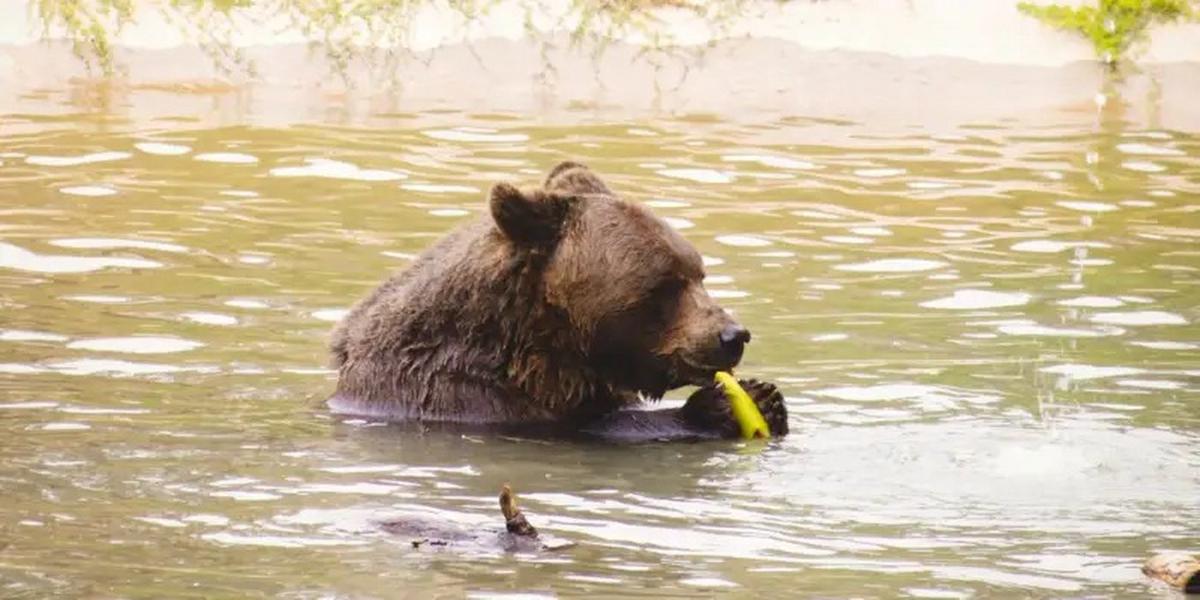 El oso Koda padece un tumor maligno.