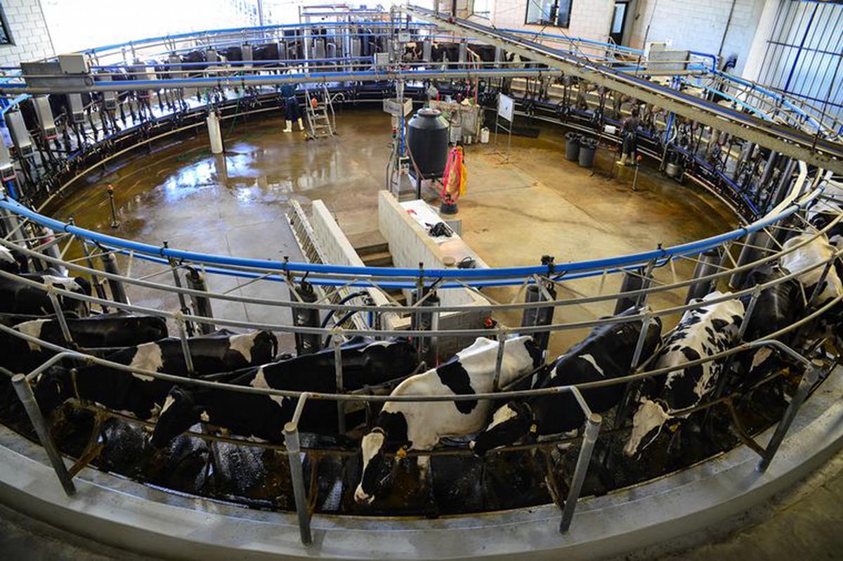 Grupo Chiavassa, un tambo de 100 años que produce 65.000 litros de leche al día.
