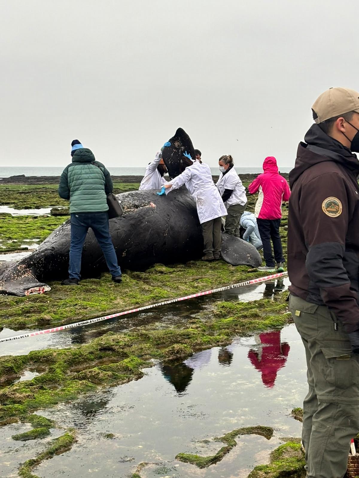 Operativo sanitario por la muerte de una ballena en Río Negro.