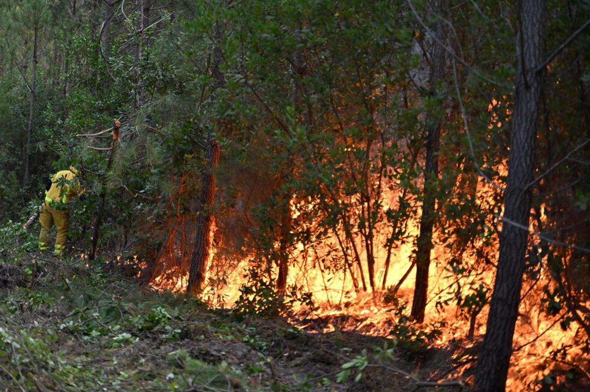 La gestión forestal de Francia debería cambiar para evitar más incendios en Les Landes