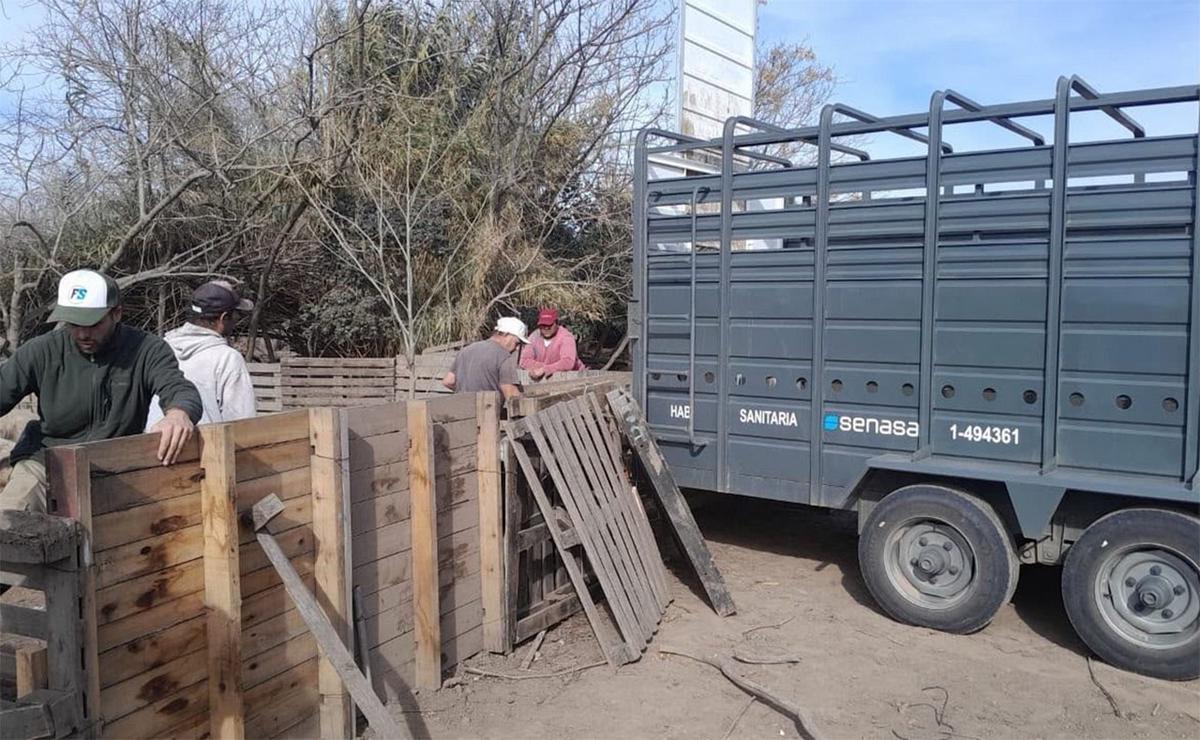 Retiraron 18 cerdos de un criadero de Ibarlucea por un foco de triquinosis.